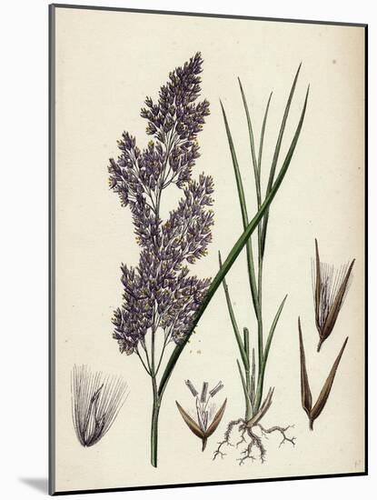 Calamagrostis Lanceolata Purple-Flowered Small-Reed-null-Mounted Giclee Print