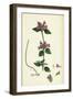 Calamintha Clinopodium Wild Basil-null-Framed Giclee Print