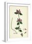 Calamintha Clinopodium Wild Basil-null-Framed Giclee Print