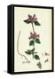 Calamintha Clinopodium Wild Basil-null-Framed Stretched Canvas