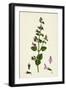 Calamintha Menthifolia Var. Briggsii Common Calamint Var. B-null-Framed Giclee Print