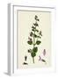 Calamintha Menthifolia Var. Briggsii Common Calamint Var. B-null-Framed Giclee Print