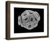 Calcareous Phytoplankton, SEM-Steve Gschmeissner-Framed Photographic Print