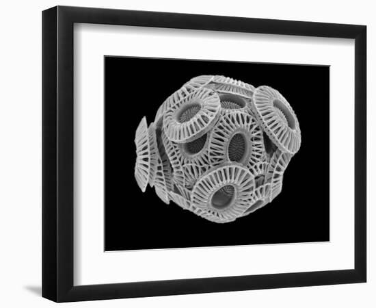 Calcareous Phytoplankton, SEM-Steve Gschmeissner-Framed Photographic Print