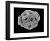 Calcareous Phytoplankton, SEM-Steve Gschmeissner-Framed Photographic Print