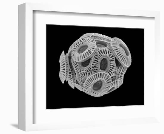 Calcareous Phytoplankton, SEM-Steve Gschmeissner-Framed Photographic Print