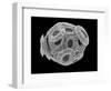 Calcareous Phytoplankton, SEM-Steve Gschmeissner-Framed Photographic Print