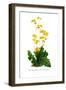 Calceolaria Plantaginea-H.g. Moon-Framed Art Print