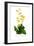 Calceolaria Plantaginea-H.g. Moon-Framed Art Print
