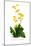 Calceolaria Plantaginea-H.g. Moon-Mounted Art Print