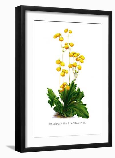 Calceolaria Plantaginea-H.g. Moon-Framed Art Print