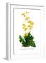 Calceolaria Plantaginea-H.g. Moon-Framed Art Print