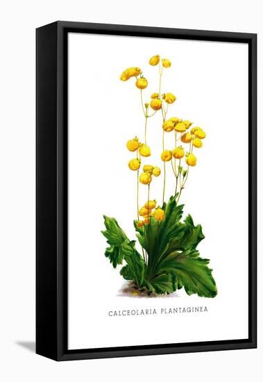 Calceolaria Plantaginea-H.g. Moon-Framed Stretched Canvas