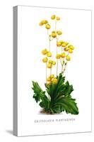 Calceolaria Plantaginea-H.g. Moon-Stretched Canvas