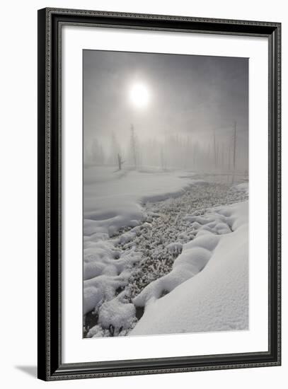 Calcified Trees At Tangled Creek In Winter, Yellowstone National Park, Wyoming, USA, February 2013-Peter Cairns-Framed Photographic Print