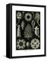 Calcispongiae, 1899-1904-null-Framed Stretched Canvas