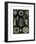 Calcispongiae, 1899-1904-null-Framed Giclee Print