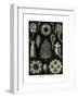 Calcispongiae, 1899-1904-null-Framed Giclee Print