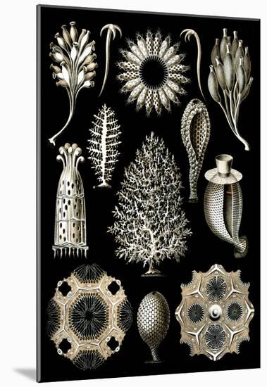 Calcispongiae Nature Art Print Poster by Ernst Haeckel-null-Mounted Poster