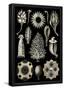 Calcispongiae Nature Art Print Poster by Ernst Haeckel-null-Framed Poster