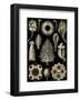 Calcispongiae-Ernst Haeckel-Framed Art Print