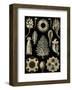 Calcispongiae-Ernst Haeckel-Framed Art Print