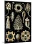 Calcispongiae-Ernst Haeckel-Mounted Art Print