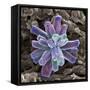 Calcium Phosphate Crystal, SEM-Steve Gschmeissner-Framed Stretched Canvas