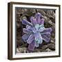 Calcium Phosphate Crystal, SEM-Steve Gschmeissner-Framed Premium Photographic Print