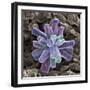 Calcium Phosphate Crystal, SEM-Steve Gschmeissner-Framed Premium Photographic Print