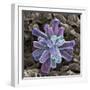 Calcium Phosphate Crystal, SEM-Steve Gschmeissner-Framed Premium Photographic Print