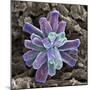 Calcium Phosphate Crystal, SEM-Steve Gschmeissner-Mounted Premium Photographic Print