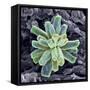 Calcium Phosphate Crystal, SEM-Steve Gschmeissner-Framed Stretched Canvas