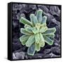 Calcium Phosphate Crystal, SEM-Steve Gschmeissner-Framed Stretched Canvas