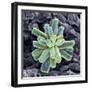 Calcium Phosphate Crystal, SEM-Steve Gschmeissner-Framed Premium Photographic Print