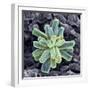 Calcium Phosphate Crystal, SEM-Steve Gschmeissner-Framed Premium Photographic Print