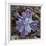 Calcium Phosphate Crystal, SEM-Steve Gschmeissner-Framed Photographic Print