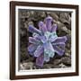 Calcium Phosphate Crystal, SEM-Steve Gschmeissner-Framed Photographic Print