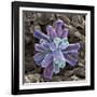 Calcium Phosphate Crystal, SEM-Steve Gschmeissner-Framed Photographic Print