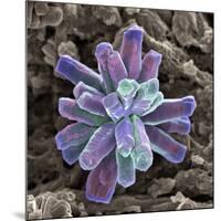 Calcium Phosphate Crystal, SEM-Steve Gschmeissner-Mounted Photographic Print