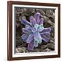 Calcium Phosphate Crystal, SEM-Steve Gschmeissner-Framed Photographic Print