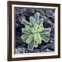 Calcium Phosphate Crystal, SEM-Steve Gschmeissner-Framed Photographic Print