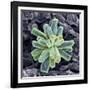 Calcium Phosphate Crystal, SEM-Steve Gschmeissner-Framed Photographic Print