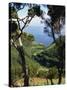 Caldeira De Cima, Sao Jorge, Azores, Portugal, Atlantic, Europe-Ken Gillham-Stretched Canvas