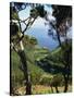 Caldeira De Cima, Sao Jorge, Azores, Portugal, Atlantic, Europe-Ken Gillham-Stretched Canvas