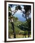 Caldeira De Cima, Sao Jorge, Azores, Portugal, Atlantic, Europe-Ken Gillham-Framed Photographic Print