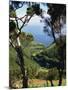 Caldeira De Cima, Sao Jorge, Azores, Portugal, Atlantic, Europe-Ken Gillham-Mounted Photographic Print