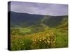 Caldeira, Faial Island, Azores, Portugal, Atlantic, Europe-Karol Kozlowski-Stretched Canvas