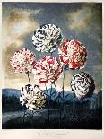 Thornton: Carnations-Caldwall-Framed Giclee Print