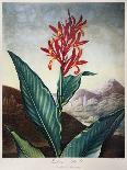 Thornton: Aloe-Caldwall-Framed Stretched Canvas